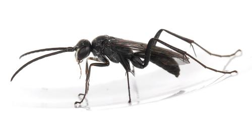 Auplopus carbonarius